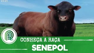 Miniatura do vídeo