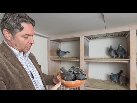 WHZB/TBOTB 2017 Winners - 1st Marathon Piet Boyen, Nuth (with English subtitles)