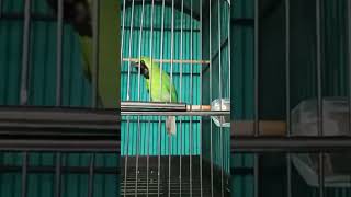 Download lagu cucak ijo ngetrok isian gereja tarung sambung tengkek udang #cucakijo #cucakijobongkarisian #kicau mp3