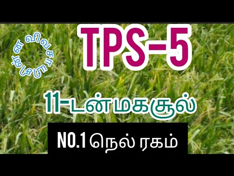 TPS-5 Paddy variety tamil நெல் ரகம்