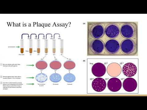 <p>#138 Innate Immune Response to Viral Infection in Neurons</p>