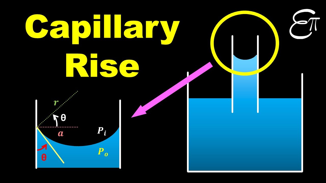 🔴 Capillary Rise || Surface Tension || for Class 11 in HINDI