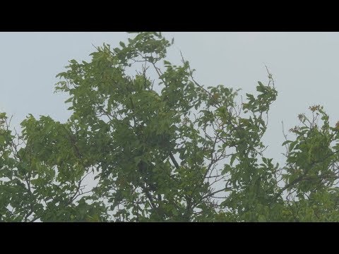 Hurricane Wind Storm Sounds For Sleeping, Relaxing ~ Heavy ...