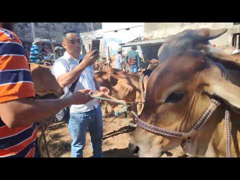 Bonito TORO en Nueva Guadalupe San Miguel El Salvador On 