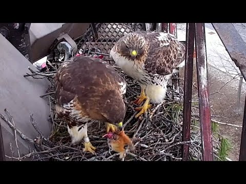 Red-tailed Hawks | Arthur bring Chipmunk for Big Red | Mar 9, 22
