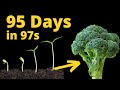 Growing BROCCOLI From Seed to Harvest in TIME LAPSE