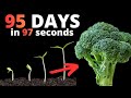 Growing BROCCOLI From Seed To Harvest In TIME LAPSE