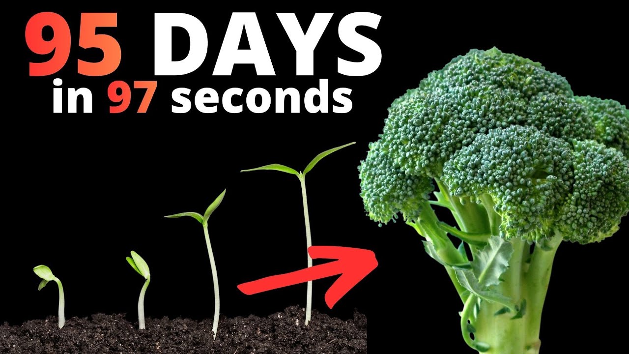 Growing BROCCOLI From Seed to Harvest in TIME LAPSE