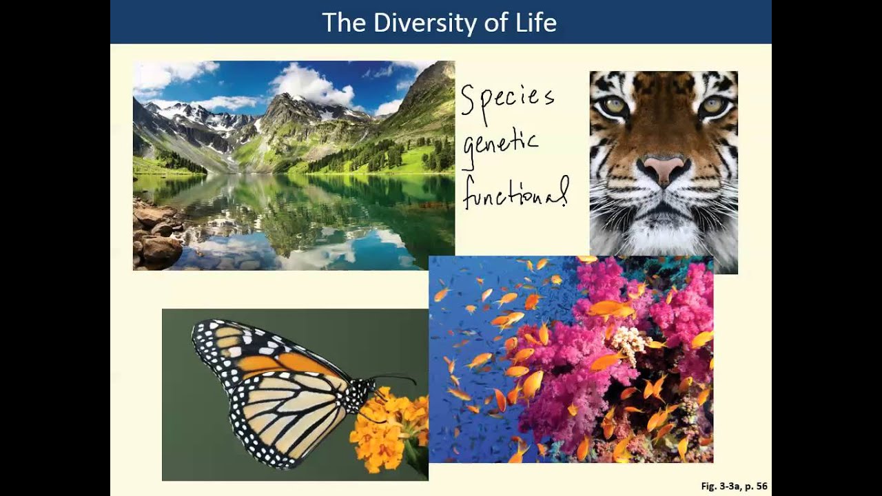 Chapter 3 Ecosystems