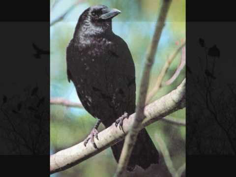 Fern Knight - Murder Of Crows