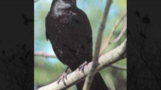 Fern Knight - Murder Of Crows