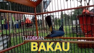 Download lagu Tledekan Bakau mp3