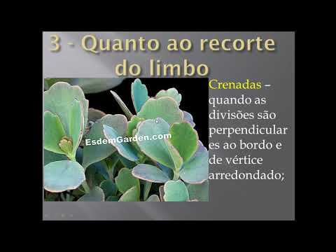 Classificação das folhas