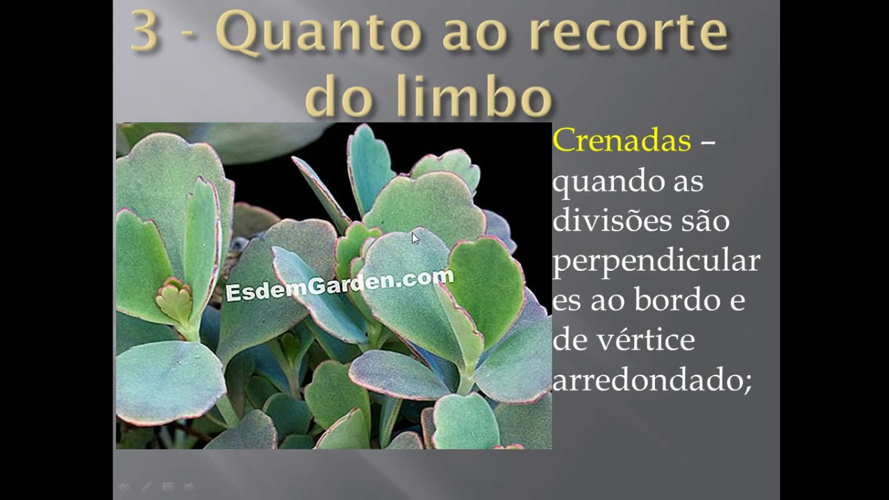 Classificação das folhas