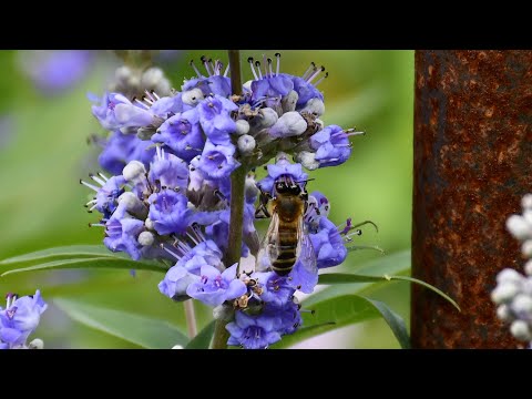 Wettbewerb "Insektenfreundlicher Garten"