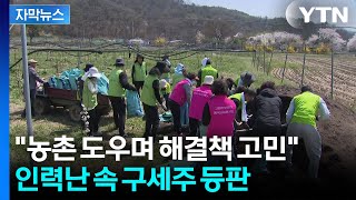 [자막뉴스] 외국인 써도 일당 '15만 원'...힘겨운 농촌에 등장한 구세주 / YTN