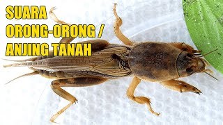 Download lagu Suara Orong-orong, Gaang, Anjing Tanah Asli dari Alam (Clean) mp3 Download lagu Suara Orong-orong, Gaang, Anjing Tanah Asli dari Alam (Clean) mp3