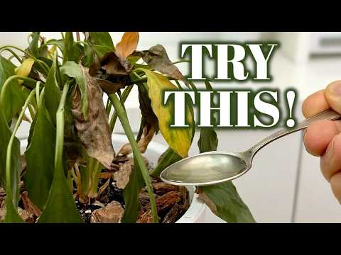 Don't Give Up! Revive Any Dying Plant With This Simple Trick 🌿