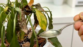 How to Revive Any Dying Plant With This Simple Trick (Works Every Time!) 🌱