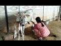 Cow Milking Cow Milking By Hand Village Cow Milking By Hand Village Life Cow Milking By Hand