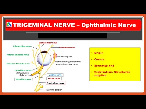 Ophthalmic Nerve - Course, Brances and Distribution | Trigeminal nerve | [Simplified]