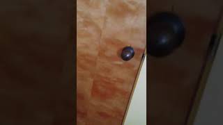 The death of the drunken knight