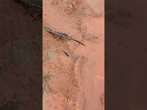 Alligators cross muddy path near lake in Novo Repartimento, Pará, Brazil