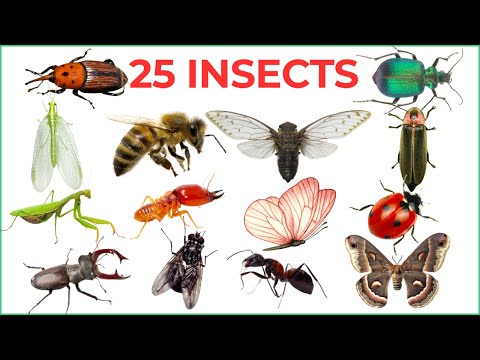 Insects name for Kids | Learn 25 Insect Names in English with Fun Facts & Pictures 🐞🐜🦋
