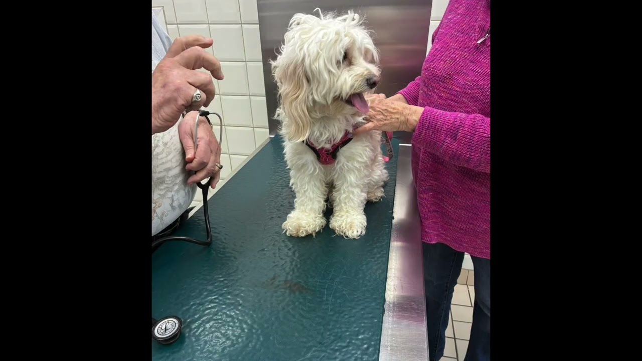 Enlarge MINI, an adopted mixed breed in Richmond Hill , ON video 6/6