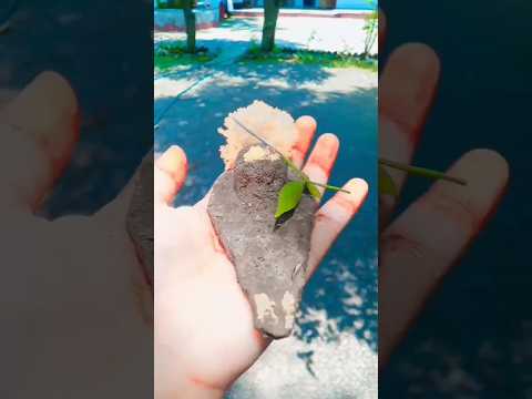 parthiv shivling 🙏#shivji #parthivshivling #shivparvati #viralvideo