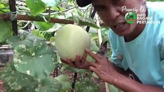 Tutorial Tani Menanam MELON dI Polybag PANEN & SELESAI  PART 12
