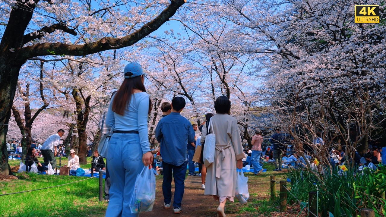 4K HDR Cherry Blossoms Walk in Yoyogi Park Tokyo 🌸 Relaxing Spring Ambience for Sleep, Study & Relax