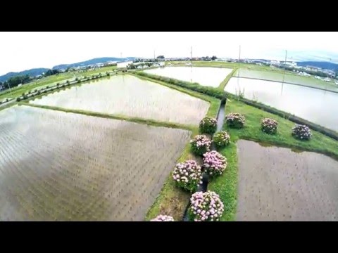 開成あじさいの里_空撮