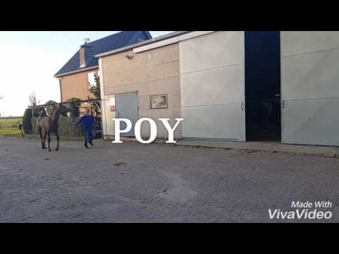 POYRAZ by: AAS-ELISHAHH×AMALIA SERONDELLA