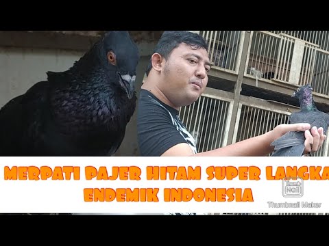 , title : 'MERPATI PAJER HITAM LANGKA HARGA FANTASTIS ENDEMIK INDONESIA'