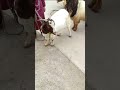 If I Love A Sheep I Have To Find A Way To Get It To Come To My Sheepfold 21