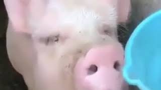 Свинья пьёт воду ржач, смех