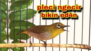 Download lagu Pleci Ngecir Untuk Menaikan Birahi Dan Menaikan Emosi Pleci || Pleci Jantan Ngecir mp3