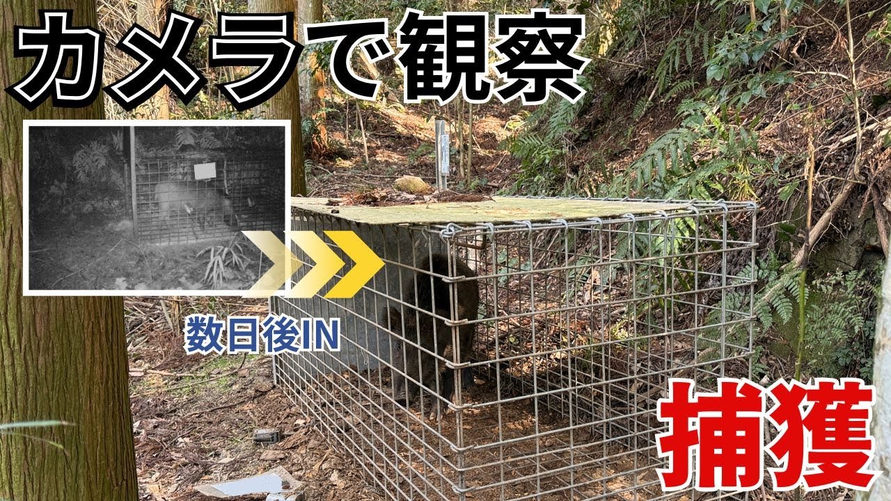 カメラで観察していたイノシシをついに捕獲。