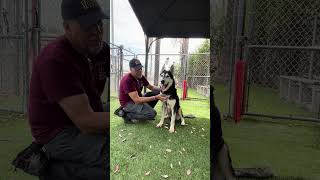 Video preview image #1 Siberian Husky Puppy For Sale in Pasadena, CA, USA