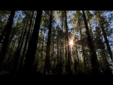 Liberdade - João Anderson