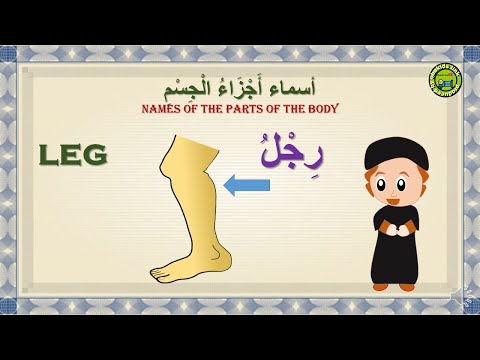 PARTS OF THE BODY IN ARABIC & ENGLISH | تعليم أجزاء الجسم
