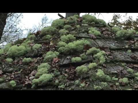 Knockin' on Heaven's Door by The Mishaps