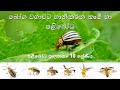 පළි‌බෝධ පාලනය කෘමී හා පළිබෝධ කෘෂි හා ආ