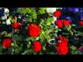 Ramblin' Rose        Acker Bilk   HD 1080p