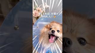 【包帯が外れました】家族が少し見えないだけで泣いてしまうポメラニアン#ポメラニアン #dog #犬のいる暮らし