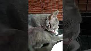 Download lagu Bobi mp3