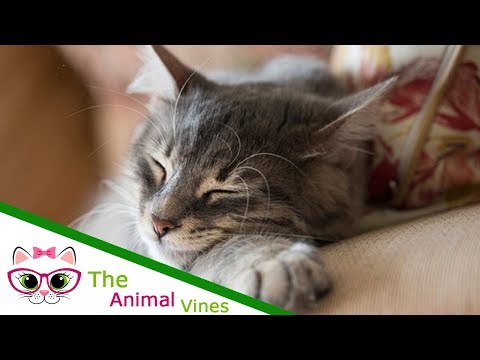 How To Take Care Of Cats | How to Increase Cat Life Expectancy