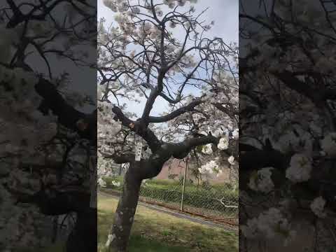 山桜、緋桜 植物