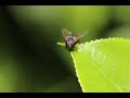 Fliegengeräusche / fly sounds